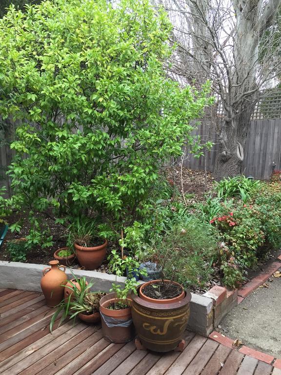Garden Cottage St Kilda Melbourne Buitenkant foto